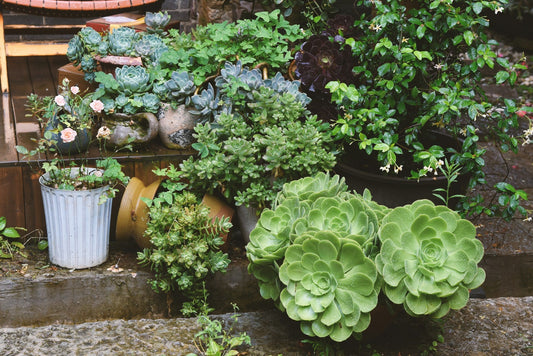 Beginner’s Guide to Starting Your Own Garden